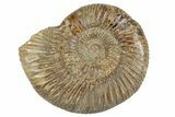 Polished Jurassic Ammonite (Perisphinctes) - Madagascar #270917-1